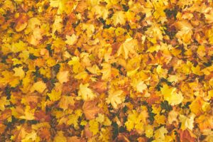 21 листопада в Україні святкують День гідності та свободи, Введення в храм Пресвятої Богородиці, а також кілька міжнародних та всесвітніх свят.