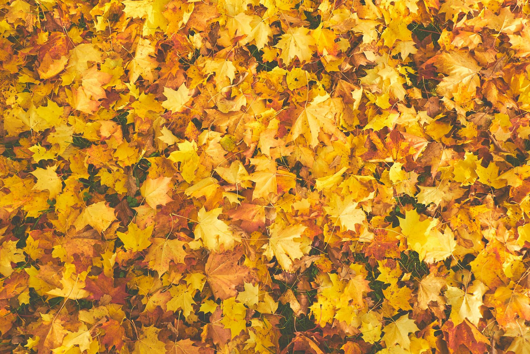 21 листопада в Україні святкують День гідності та свободи, Введення в храм Пресвятої Богородиці, а також кілька міжнародних та всесвітніх свят.