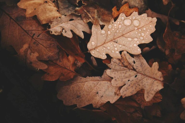 Яке свято 23 листопада, що відмічають в Україні та світі, церковні свята, традиції та прикмети