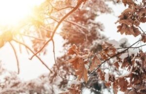 Дізнайтеся про свята 16 січня 2026 року в Україні. Церковне вшанування вериг апостола Петра, народні прикмети, заборони та міжнародні події у нашому детальному огляді.