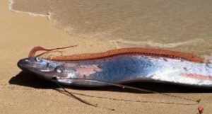 На пляжі в Каліфорнії знайшли триметрового оселедцевого короля. Науковці досліджують рідкісну глибоководну рибу та причини її появи біля берега.