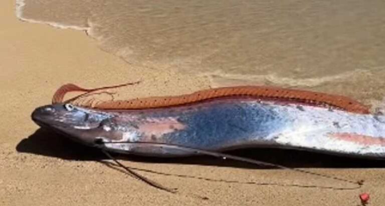 На пляж у Каліфорнії винесло оселедцевого короля (рибу судного дня): науковці досліджують рідкісну глибоководну знахідку