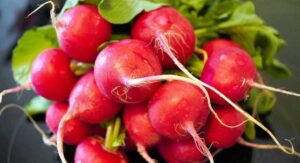 Чому редис стає гірким, жорстким і порожнім: головні помилки під час вирощування, правильний полив, строки посіву та вибір сорту навесні.