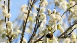 Лазарева субота 2026 року припадає на 4 квітня. Яких справ варто уникати цього дня, що дозволено їсти, які традиції збереглися донині.